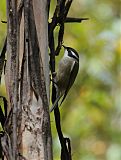 Strong-billed Honeyeaterborder=